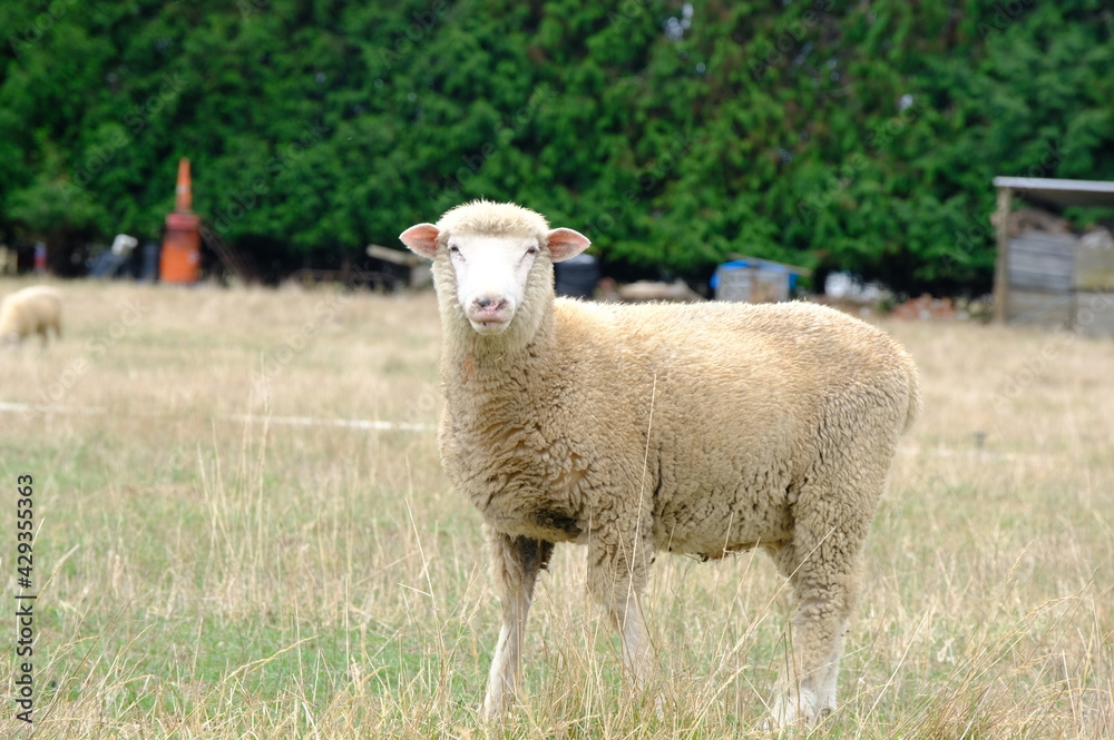 sheep in a field sheep in a field