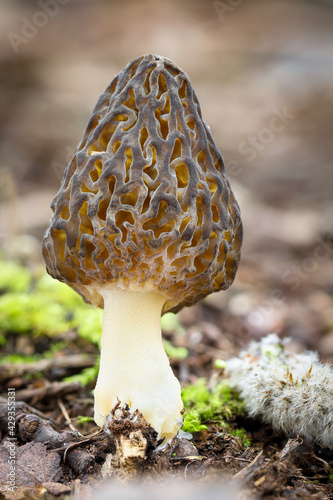 Shot of amazing, edible and tasty morel mushroom photo