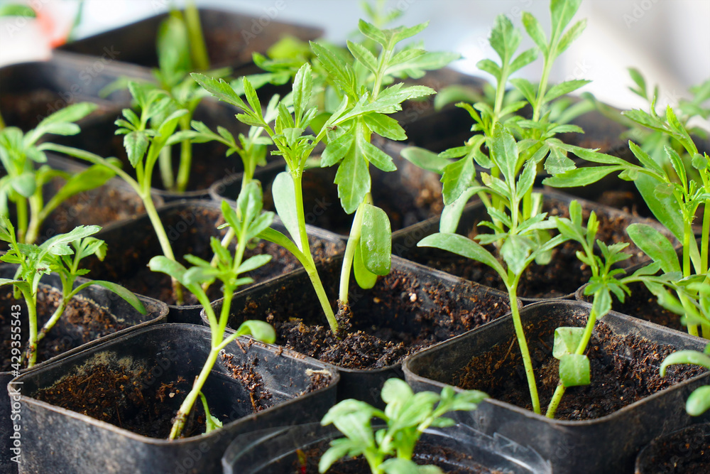 Rotating Young green seedlings in small pots Rotating Young green seedlings in small pots