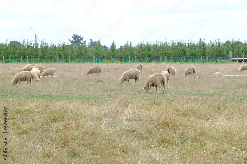 Fototapeta premium sheep in a field