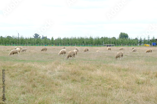 sheep in a field