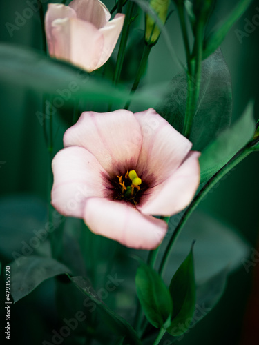 Beautiful pink eustoma flower in the garden close-up. Irish rose.