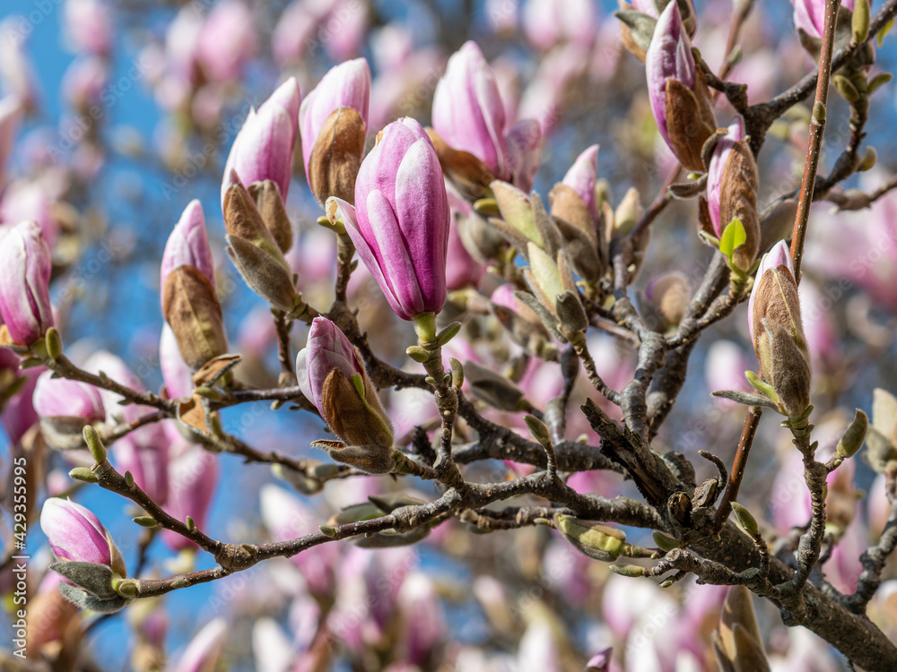 Flowering Magnolia during spring (April 2021) in Norrkoping, Sweden Flowering Magnolia during spring (April 2021) in Norrkoping, Sweden