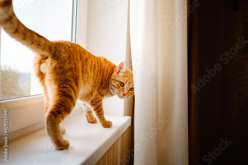 A cute ginger tabby cat is on the windowsill and waiting for something.