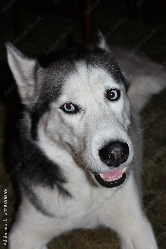Siberian husky dog portrait shot closeup with his tongue hanging out in Lyons Kansas USA.