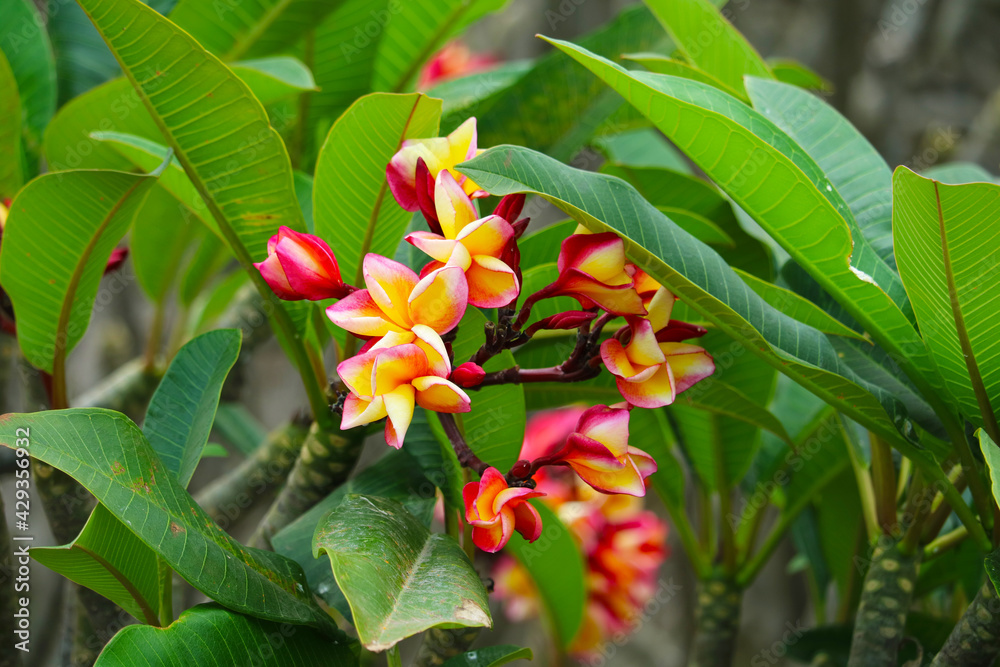 Obraz premium Plumeria red yellow white flower and frangipani floral, Plumeria Flower buds and green leaves background