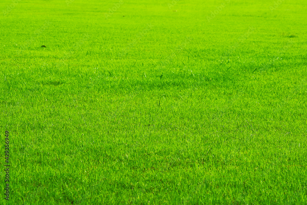 Fototapeta premium nature fresh green grass in the field background