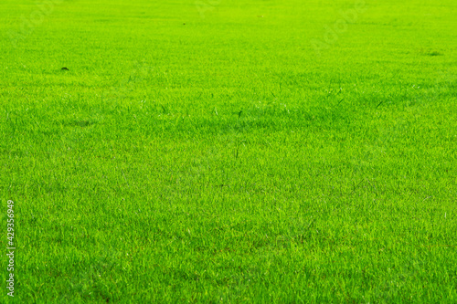 nature fresh green grass in the field background