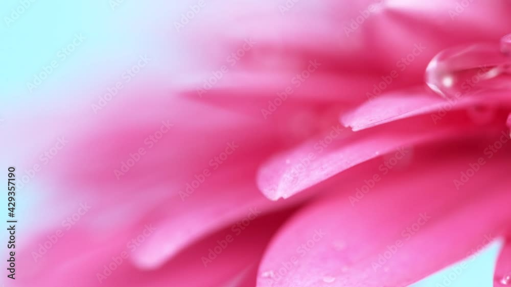 Beautiful Colorful Gerbera Daisy with Water Drops Falling. Beautiful Colorful Gerbera Daisy with Water Drops Falling.