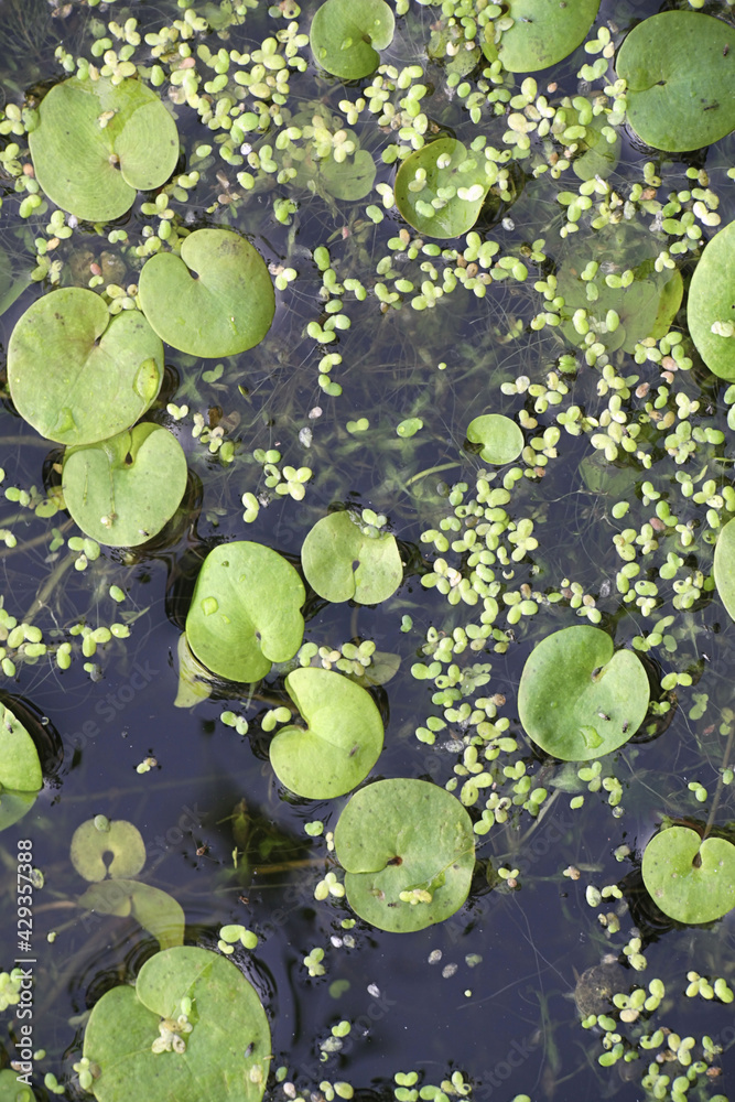 Hydrocharis morsus-ranae, known as Frogbit, European Frog-bit and European Frog’s-bit, wild free-floating water plant from Finland Hydrocharis morsus-ranae, known as Frogbit, European Frog-bit and European Frog’s-bit, wild free-floating water plant from Finland