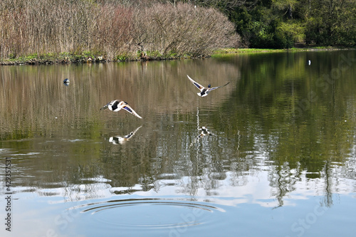 Flight of wild ducks, wild duck in leaf