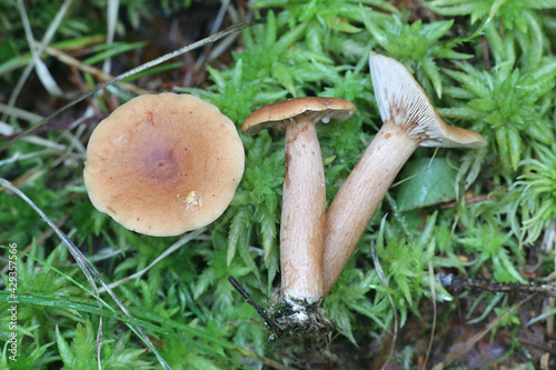 Lactarius tabidus,  known as the Birch Milkcap, wild mushrooms from Finland photo