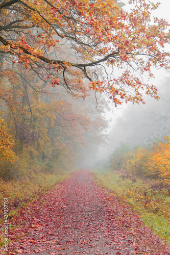 Enchanted forest path at fall season. Mysterious atmosphere
