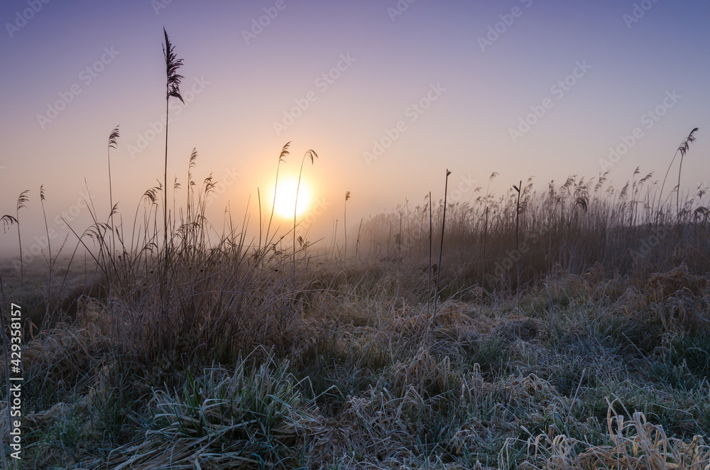 Obraz premium MISTY SUNRISE - A picturesque morning over the meadows