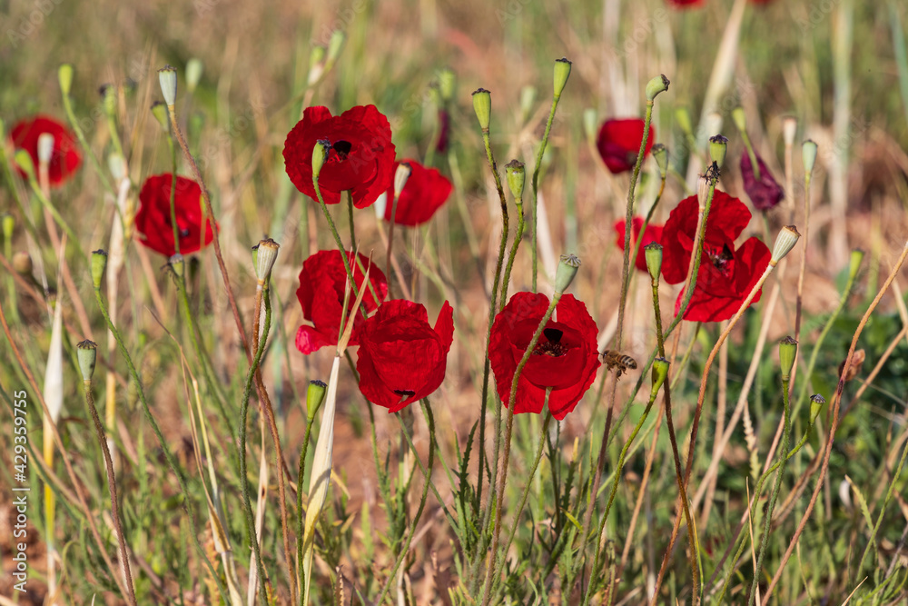 Obraz premium Flowers of red poppies among ripe ears of wheat close-up