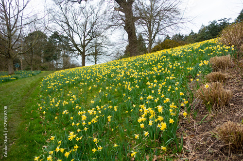 Photography A field of golden daffodils blooming on a spring day in rural Shropshire UK