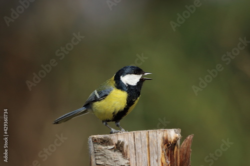 A Great tit perched on a post.