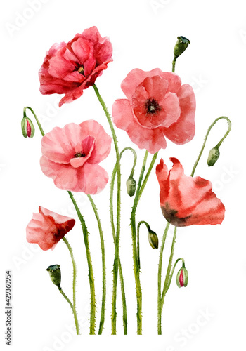An interesting composition of wildflowers. Bouquet with red poppy flowers and buds on a white background. Delicate watercolor illustration  handmade.