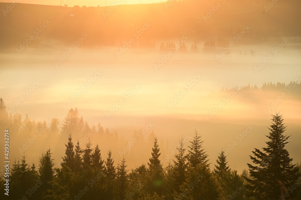 Silhouettes of fir trees in dense fog in the golden rays of the early morning in the mountains. Beautiful morning in the mountains. very soft selective focus.