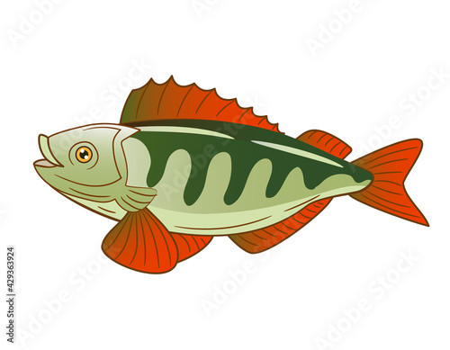 perch fish on a white background. vector illustration.