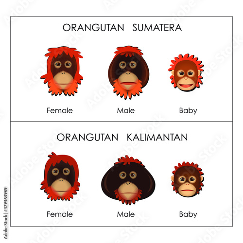 Difference between Sumatran orangutans and Kalimantan (Borneo) orangutans face illustration