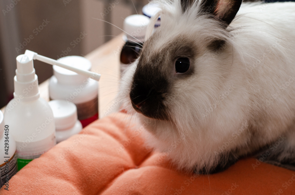 white cute fluffy decorative pet rabbit and medicines. veterinary white cute fluffy decorative pet rabbit and medicines. veterinary
