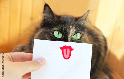 Funny cat shows emotions playfulness sticking out tongue on white sheet