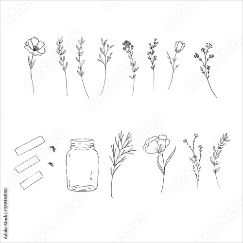 Digital Botanical Doodle on white background,Vector