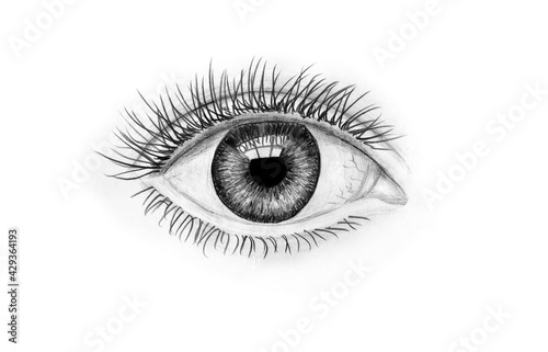 Hand-drawn human eye on white background. Art illustration black and white pencil drawing