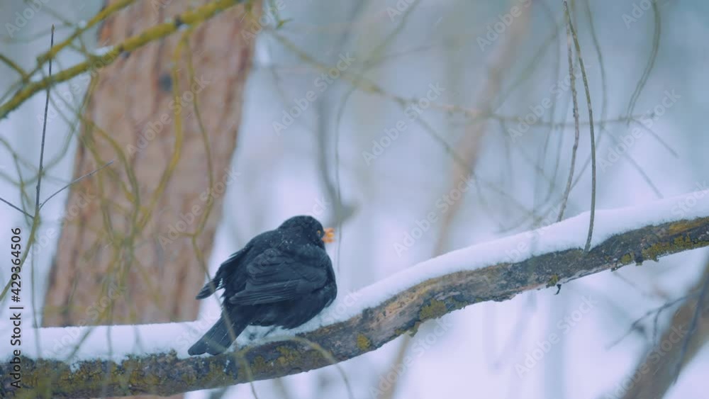 Blackbird Sitting On Snow Covered Branch Outside. Slow Motion Blackbird Sitting On Snow Covered Branch Outside. Slow Motion