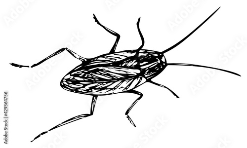 Hand-drawn sketchy cockroach. Vector drawing of Insect. A large beetle with a long mustache. Black lines isolated on a white background. Engraving style illustrations.