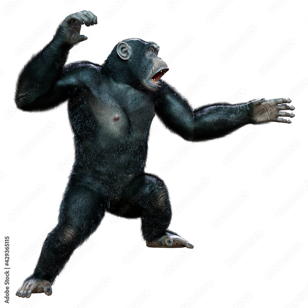3D Rendering Chimpanzee on White 3D Rendering Chimpanzee on White