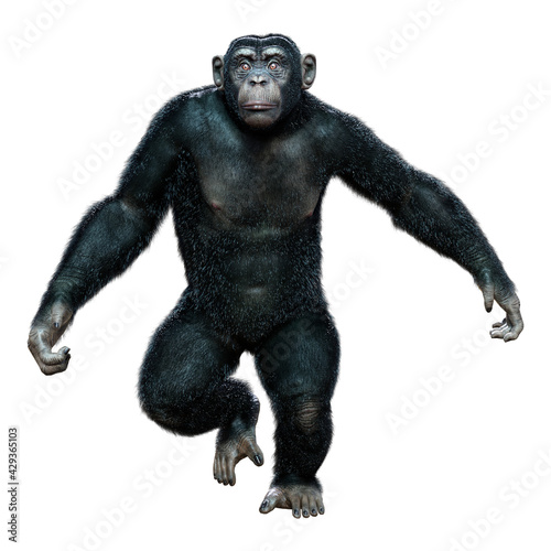 3D Rendering Chimpanzee on White © photosvac