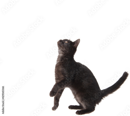 Black cat stands on two legs