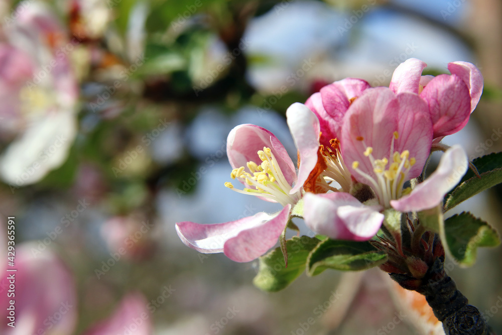 Obraz premium Obstbaumblüte, Fruit tree blossom