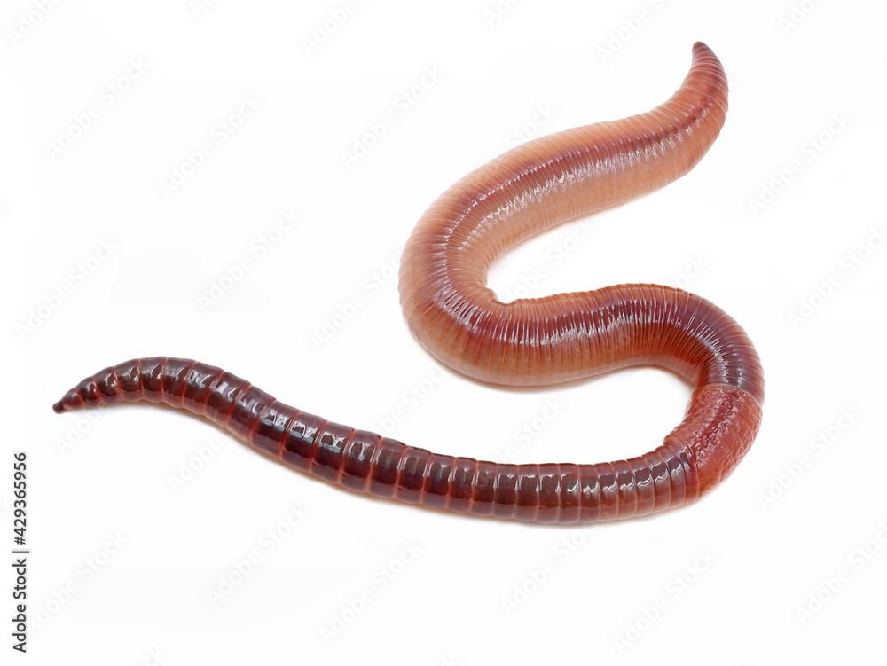 single earthworm isolated on white background, close up studio shot single earthworm isolated on white background, close up studio shot