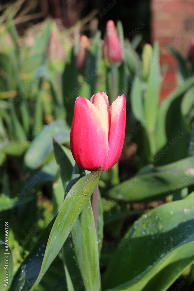pink tulip in the garden pink tulip in the garden