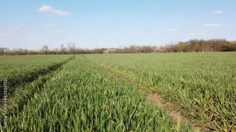 SUV 4x4 car going slowly off-road through tall grass on a green field. Agriculture plantation. Front bumper POV SUV 4x4 car going slowly off-road through tall grass on a green field. Agriculture plantation. Front bumper POV