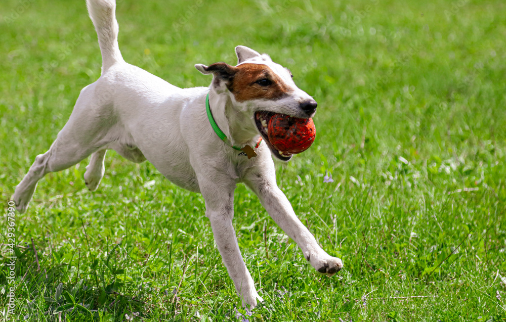 Dog plays with a ball on the green grass