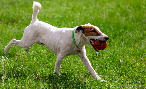 Dog plays with a ball on the green grass