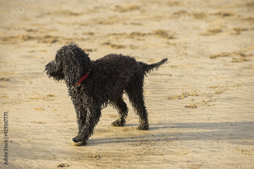 Dog on a beach is sandy and is wet from playing in the sea © tommoh29