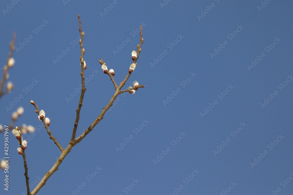 Willow, Salix caprea. Twig with blue background. Blue sky with place for text. Willow, Salix caprea. Twig with blue background. Blue sky with place for text.