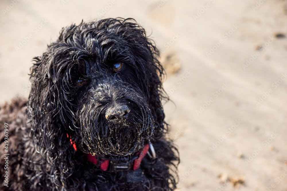 Dog on a beach is sandy and is wet from playing in the sea