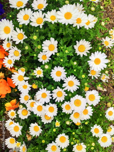 Daisy Flowers with Natural Light in the Morning. So Beautiful Shot. photo