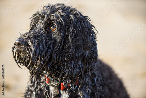Dog on a beach is sandy and is wet from playing in the sea