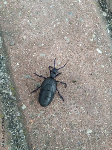 dark blue beetle with metallic sheen Meloe proscarabaeus