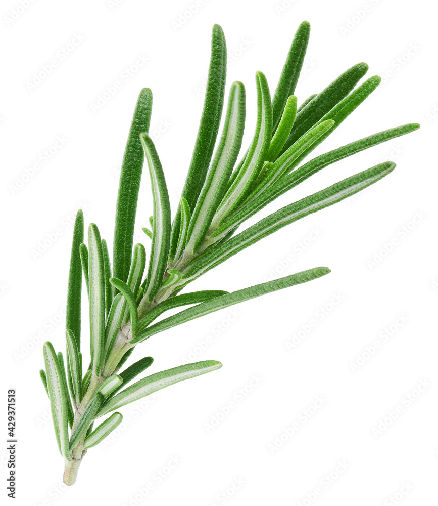 Fototapeta premium Rosemary twig isolated on white background
