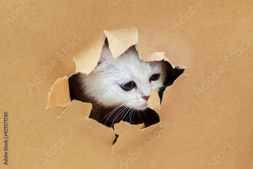 Small white British kitten looks through a hole in craft paper.