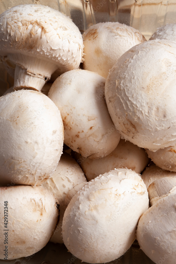 mushroom group top view fullscreen vertical format mushroom group top view fullscreen vertical format