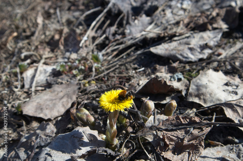 coltsfoot Tussilago farfara and bumblebee